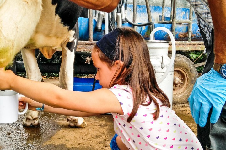 enjoying a dairy farm tour in Azores