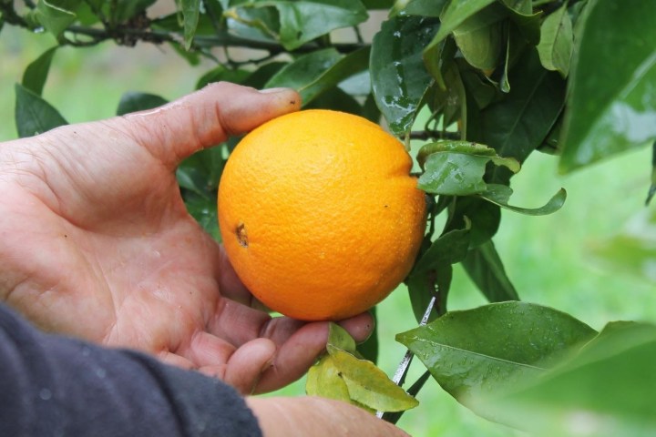 orange farm tour in Aveiro