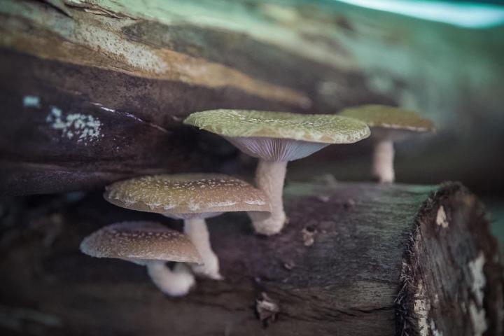 Shiitake Mushroom Farm Tour