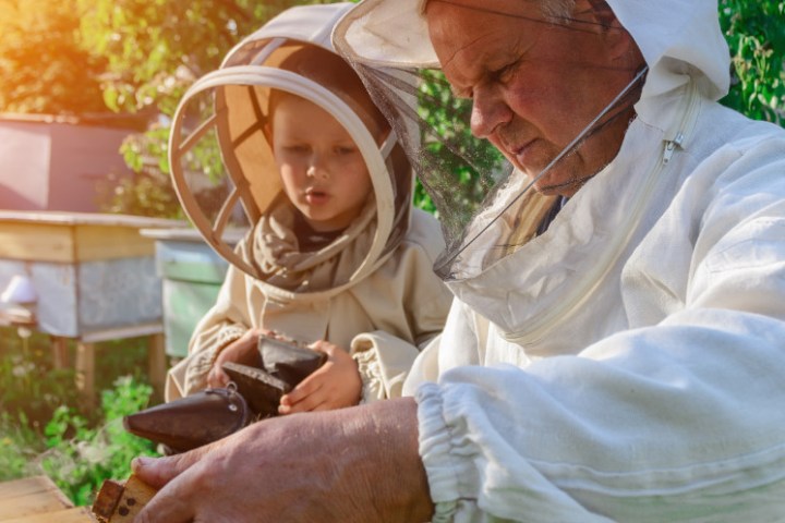 A man and a kid seeing bees