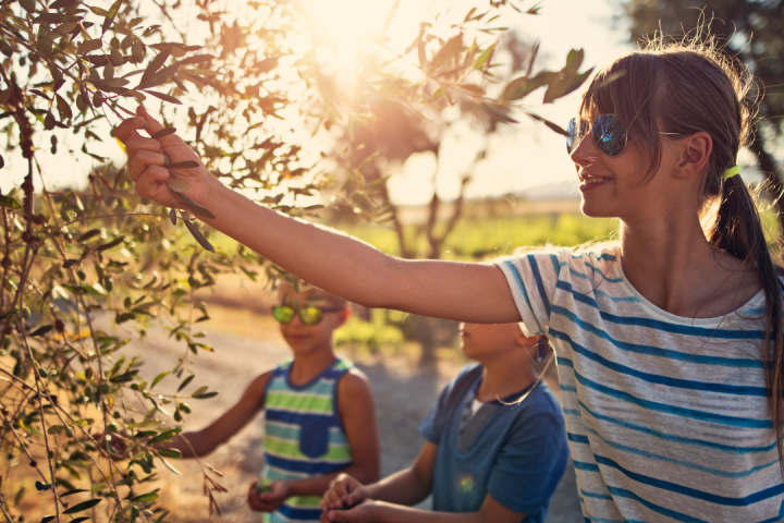 Olive oil tour