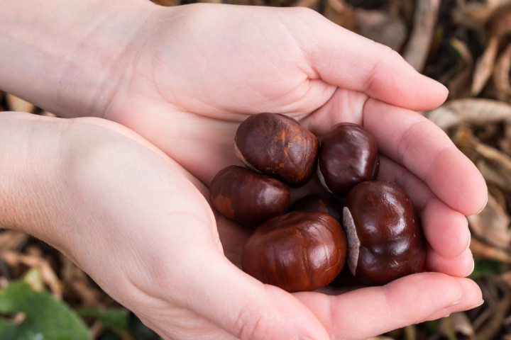 Chestnut Farm experience in Madeira