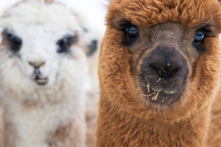 a group of sheep standing on top of a llama