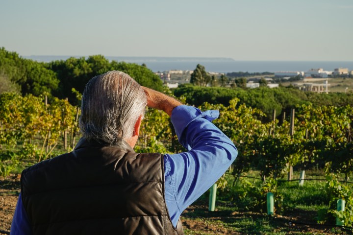 lisbon wine tasting